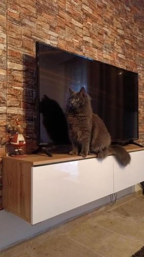 POLIHOME Έπιπλο Τηλεόρασης Dalia Plus με Φωτισμό LED Φυσικό